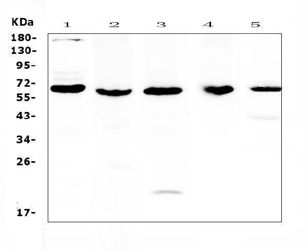a00424 traf3 primary antibodies wb testing 1