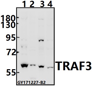 a00424s289 traf3 primary antiboties wb testing 1