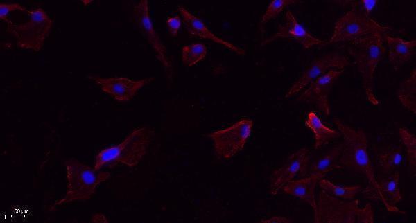 Immunofluorescence analysis of A549