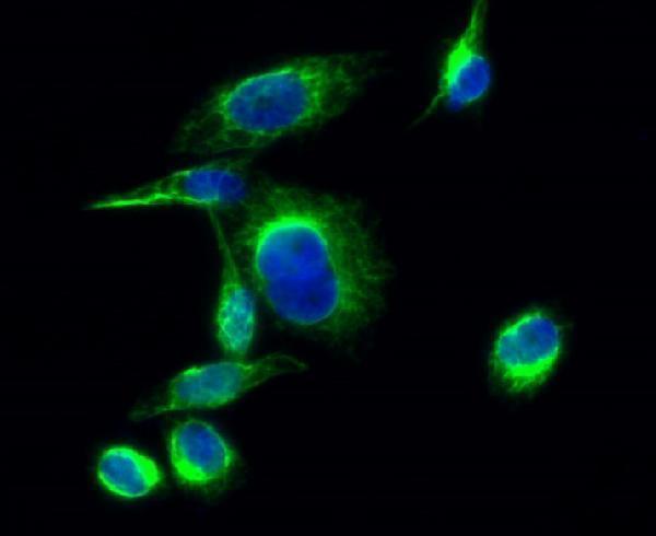 Immunofluorescence analysis of Hela cell