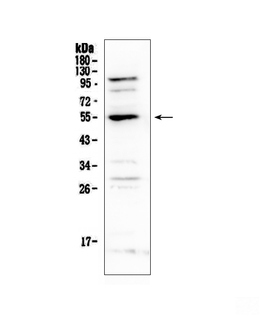 a00427 1 epo_receptor primary antibodies wb testing 1