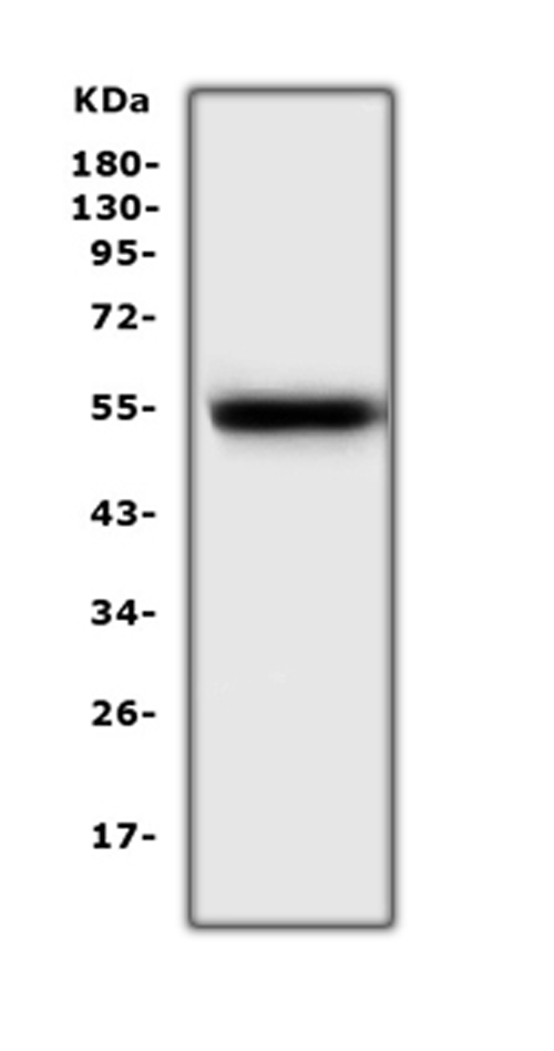 a00427 2 epo_receptor primary antibodies wb testing 1