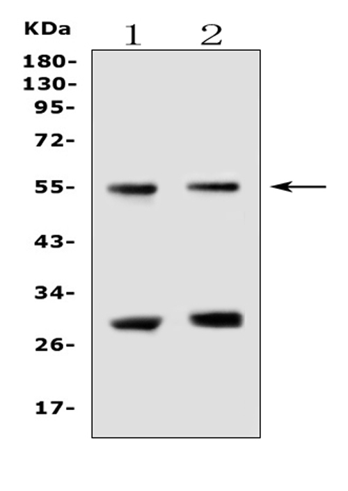 Western blot analysis of EPO Receptor using anti-EPO Receptor antibody (A00427-2). Electrophoresis was performed on a 5-20% SDS-PAGE gel at 70V (Stacking gel) / 90V (Resolving gel) for 2-3 hours. The sample well of each lane was loaded with 50ug of sample under reducing conditions. Lane 1: human U87-MG whole cell lysates, Lane 2: human A431 whole cell lysates. After Electrophoresis, proteins were transferred to a Nitrocellulose membrane at 150mA for 50-90 minutes. Blocked the membrane with 5% Non-fat Milk/ TBS for 1.5 hour at RT. The membrane was incubated with rabbit anti-EPO Receptor antigen affinity purified polyclonal antibody (Catalog # A00427-2) at 0.5 μg/mL overnight at 4°C, then washed with TBS-0.1%Tween 3 times with 5 minutes each and probed with a goat anti-rabbit IgG-HRP secondary antibody at a dilution of 1:10000 for 1.5 hour at RT. The signal is developed using an Enhanced Chemiluminescent detection (ECL) kit (Catalog # EK1002) with Tanon 5200 system. A specific band was detected for EPO Receptor at approximately 55KD. The expected band size for EPO Receptor is at 55KD.