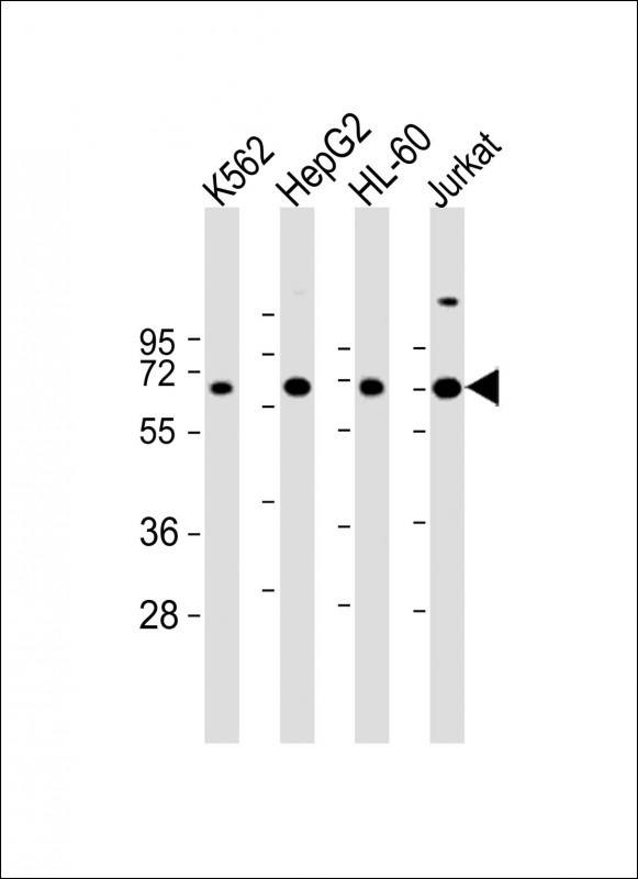 All lanes : Anti-EPOR Antibody (C-term) at 1:2000 dilutionLane 1: K562 whole cell lysateLane 2: HepG2 whole cell lysateLane 3: HL-60 whole cell lysateLane 4: Jurkat whole cell lysateLysates/proteins at 20 µg per lane