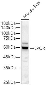 a00427 epor primary antiboties wb testing 1