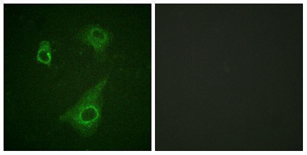 a00427y368 epor primary antibodies if testing 4
