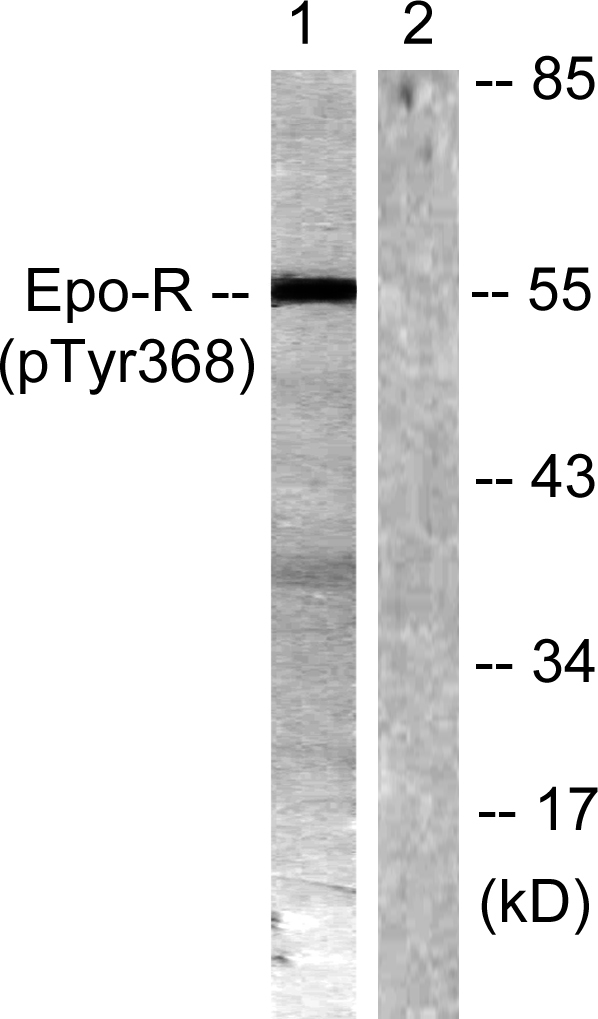 a00427y368 epor primary antibodies wb testing 3