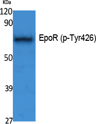 a00427y426 epor primary antibodies wb testing 1