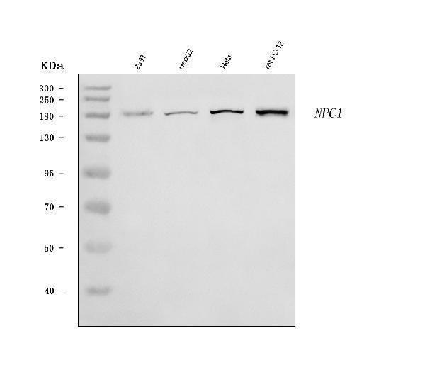  Western blot analysis of Niemann Pick C1/NPC1 using anti-Niemann Pick C1/NPC1 antibody (A00428-3)