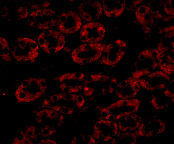 Immunofluorescence of NPC1 in Mouse Kidney cells with NPC1 antibody at 20 μg/mL