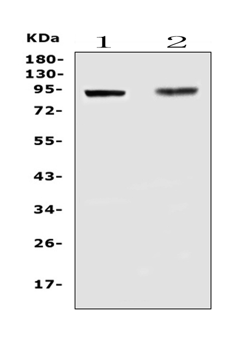 a00429 2 tlr1 primary antibodies wb testing 1