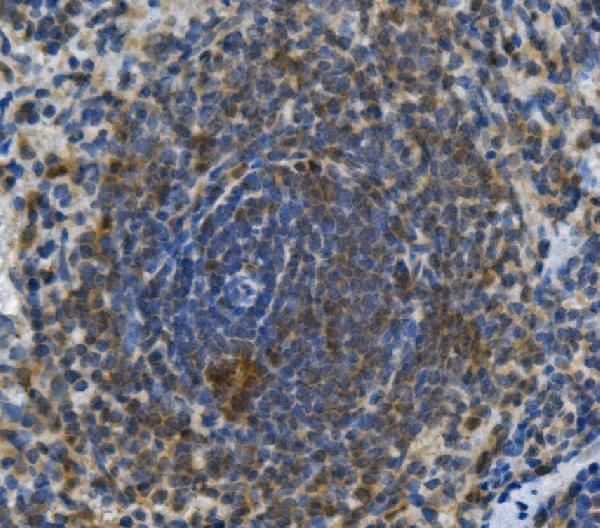 a00429 3 tlr1 primary antibodies ihc testing 2