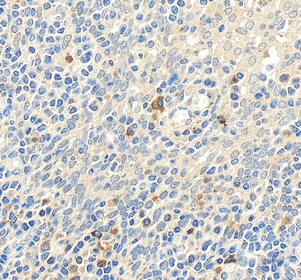 a00429 3 tlr1 primary antibodies ihc testing 3