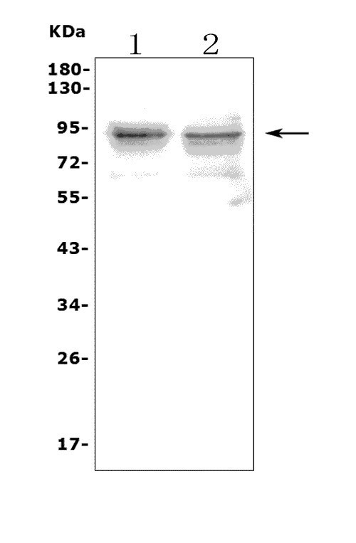 a00429 3 tlr1 primary antibodies wb testing 1