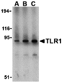 a00429 tlr1 primary antibodies wb testing 1