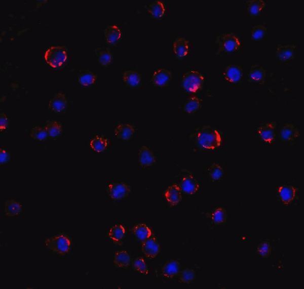 a00432 1 agtr2 primary antibodies if testing 1