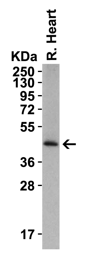 WB Validation in Rat Heart
Loading: 15 μg of lysate Antibodies: AGTR2, A00432-1, 2 μg/mL , 1 h incubation at RT in 5% NFDM/TBST