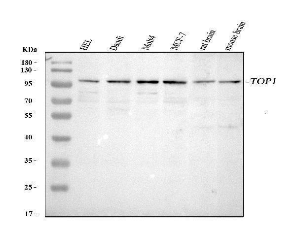 a00434 1 topoisomerase_i primary antibodies wb testing 1_1
