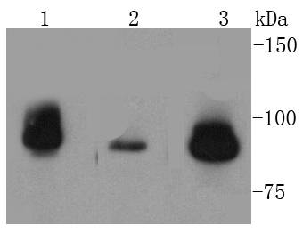 Western blot analysis of TOP1 on different lysates using anti-TOP1 antibody at 1/1,000 dilution