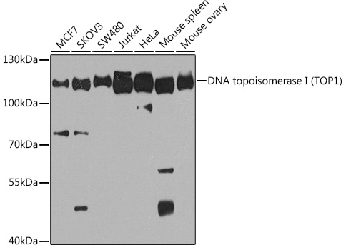 a00434 top1 primary antiboties wb testing 1