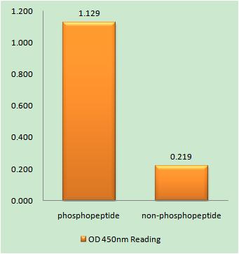 Enzyme-Linked Immunosorbent Assay (Phospho-ELISA) for Immunogen Phosphopeptide (Phospho-left) and Non-Phosphopeptide (Phospho-right), using IGFBP-3 (Phospho-Ser183) Antibody