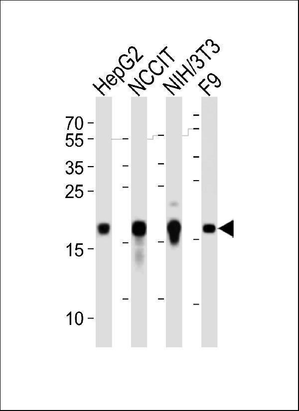 a00436 2 anti mouse hmga2 antibody c term wb testing 2