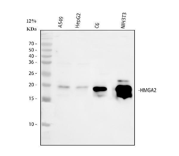  Western blot analysis of HMGA2 using anti-HMGA2 antibody (A00436-3)