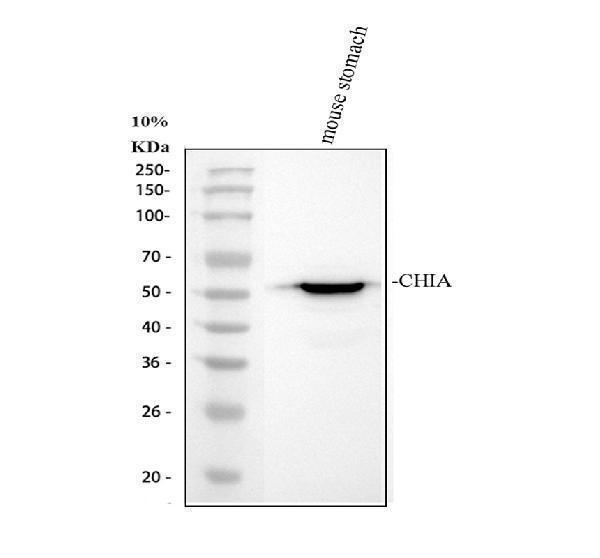 Western blot analysis of AMCase/CHIA using anti-AMCase/CHIA antibody (A00437-1)