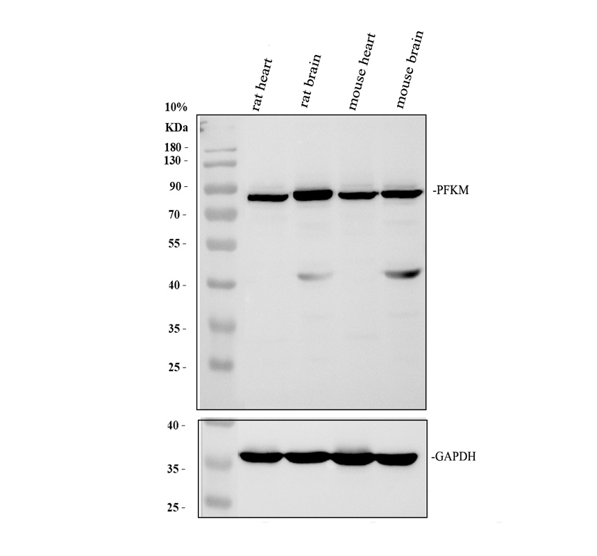 a00437 2 pfkm primary antibodies wb testing 2