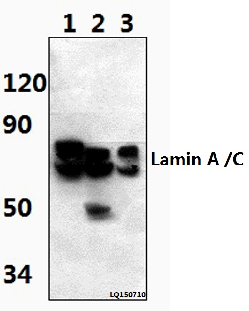 a00438s17 lmna primary antiboties wb testing 1