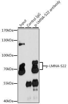 a00438s22 lmna primary antiboties ip testing 2