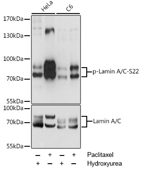 a00438s22 lmna primary antiboties wb testing 1