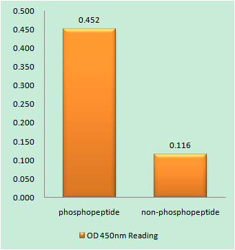 a00438s392 lmna primary antibodies elisa testing 1