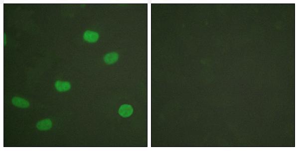 a00438s392 lmna primary antibodies if testing 4
