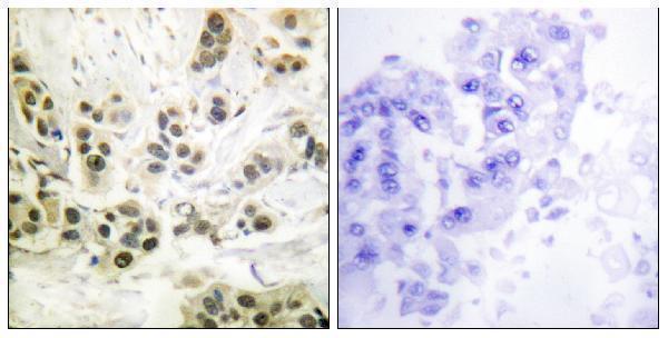 a00438s392 lmna primary antibodies ihc testing 3