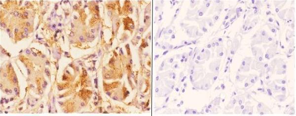 a00439 1 daxx primary antiboties ihc testing 4