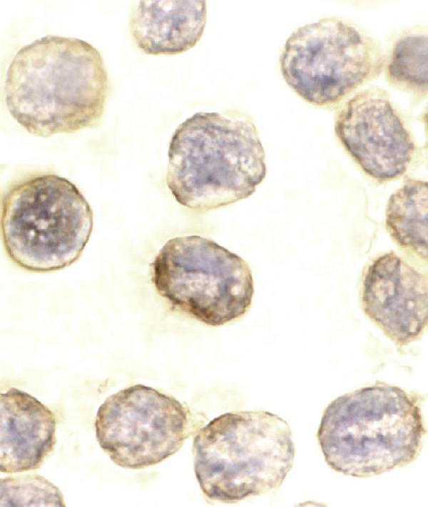 a00439 daxx primary antibodies icc testing 2