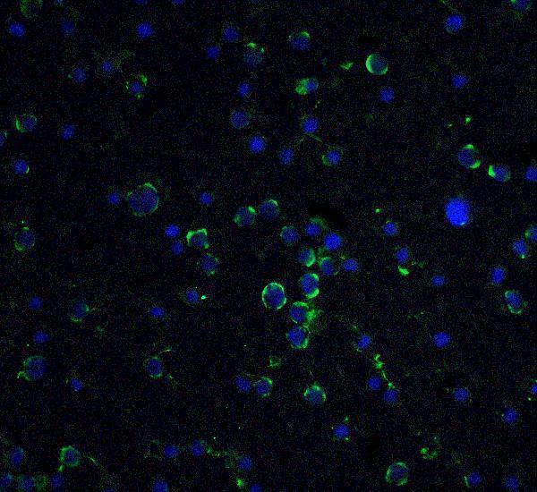a00439 daxx primary antibodies if testing 3