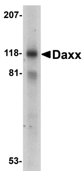 a00439 daxx primary antibodies wb testing 1