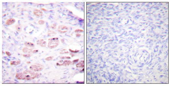 a00439s668 1 daxx primary antibodies ihc testing 4