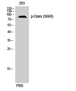 a00439s668 1 daxx primary antibodies wb testing 2