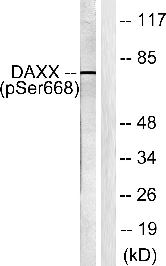 a00439s668 1 daxx primary antibodies wb testing 3