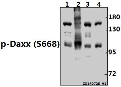 a00439s668 daxx primary antiboties wb testing 1