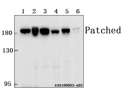a00441 ptch1 primary antiboties wb testing 1