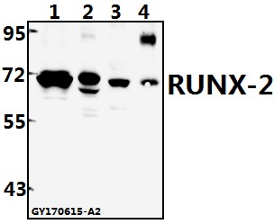 a00442 1 runx2 primary antiboties wb testing 1