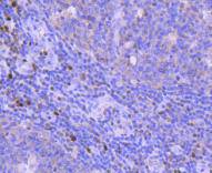 a00442 2 runx2 primary antiboties ihc testing 2
