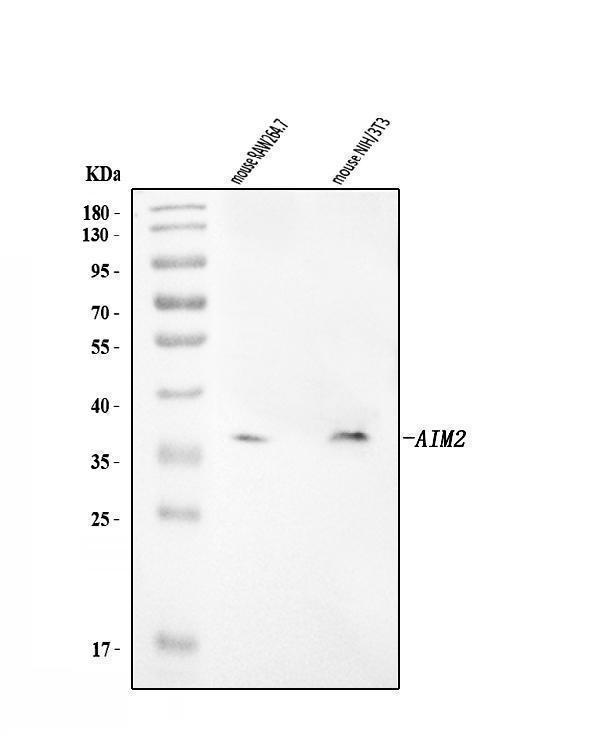  Western blot analysis of Aim2 using anti-Aim2 antibody (A00443-1)