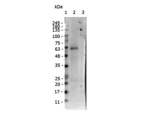 Western Blot of Rabbit anti-receptor ROR gamma pS203 antibody