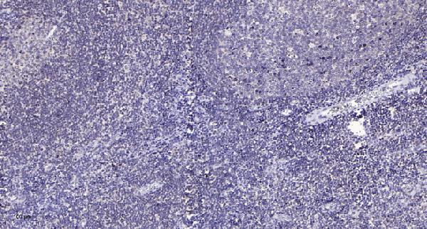 Immunohistochemical analysis of paraffin-embedded human tonsil