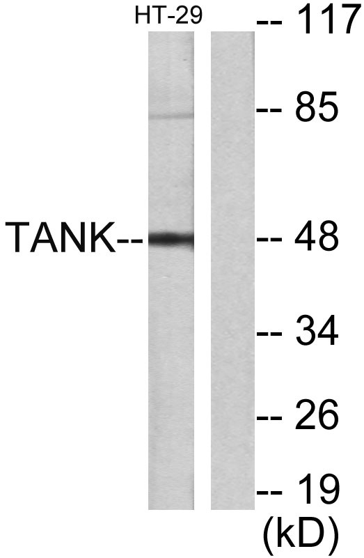 Western blot analysis of lysates from HT29 cells, using I-TRAF Antibody